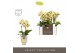 Phalaenopsis multiflora geel Optifriend Anouk 2 spike in Emilia Sand A 