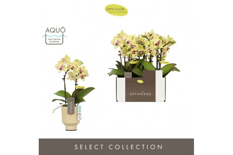 Phalaenopsis multiflora geel Optifriend Anouk 2 spike in Emilia Sand A 