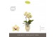 Phalaenopsis multiflora geel Optifriend Anouk 2 spike in Emilia Sand A 