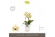 Phalaenopsis multiflora geel Optifriend Anouk 2 spike in Molise White  