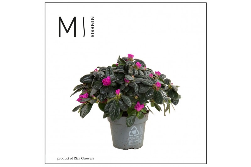 Rhododendron simsii aiko pink Azalea AIKO Purple - 13cm | Mimesis 25 c 