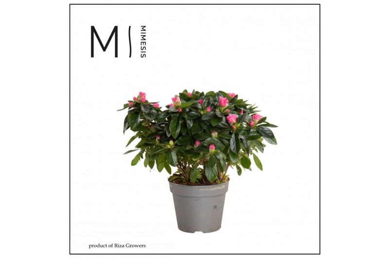 Rhododendron simsii aiko pink Azalea AIKO Rose - 13cm | Mimesis 25 cm  