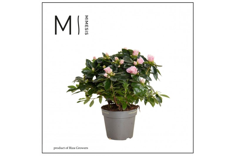 Rhododendron simsii aiko rose Azalea AIKO Bicolor - 13cm | Mimesis 25  