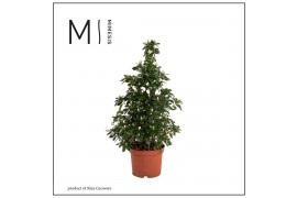 Rhododendron simsii hellmut vogel Azalea 17 cm Wit Piramide35 cm diame