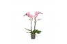 Phalaenopsis anthura padova Funda P12 Padova 2 spike 18 bl. 2 tak/plnt