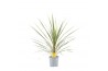 Cordyline variegata Cordyline Australis Variegata - 13cm 1 pp