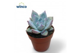 Echeveria colorata Echeveria Colorata Iceoverige bl.