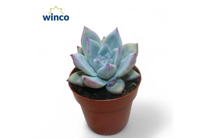 Echeveria colorata Echeveria Colorata Iceoverige bl. 