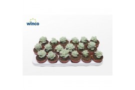 Echeveria Echeveria Lovely Rose1 pp