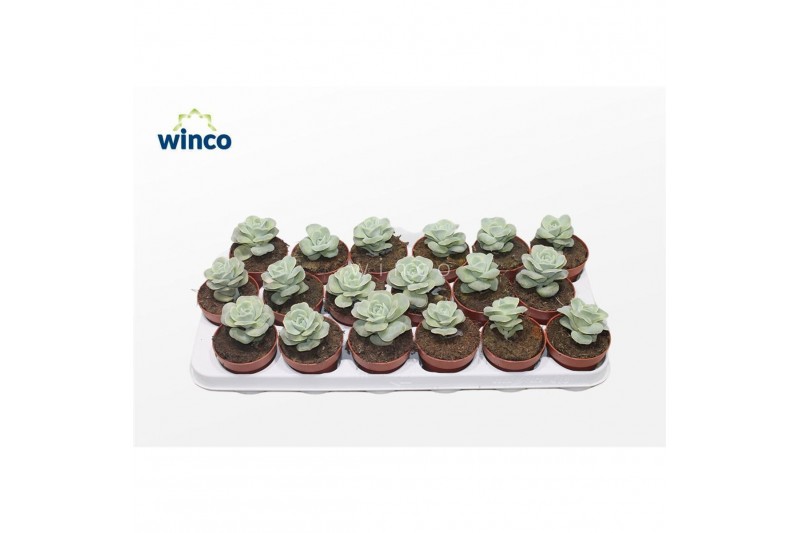 Echeveria Echeveria Lovely Rose1 pp 