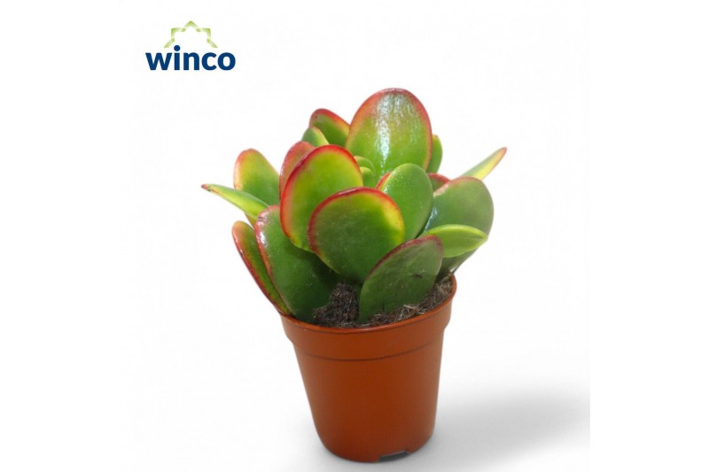 Crassula ovata sunset Crassula Sunset 