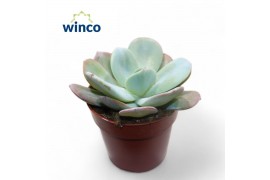 Echeveria Echeveria Lauii Hybride1 pp 1 bl.