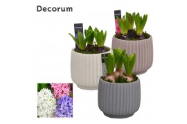 Arrangementen hyacinthus Hyacint Betona HL17220 [PURE] 3 pp 75 bl. 3 p