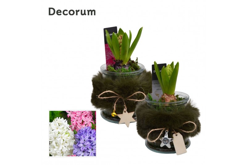 Arrangementen hyacinthus Hyacint Bont Mini HL15832 [PURE] 1 pp 30 bl.  
