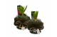 Arrangementen hyacinthus Hyacint Bont Mini HL15832 [PURE] 1 pp 30 bl.  