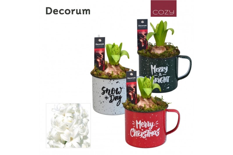 Arrangementen hyacinthus Hyacint Coziness in a Mug HL14906WP [COZY] 1  