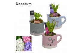 Arrangementen hyacinthus Hyacint Dandelie HL14500 [LOVELY COLORS] 1 pp