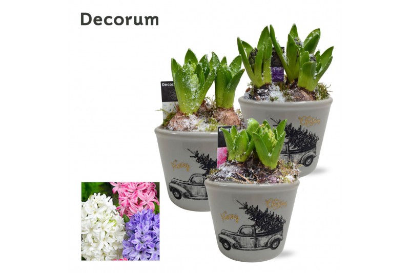 Arrangementen hyacinthus Hyacint Driving Home HL13382 [PURE] 3 pp 75 b 