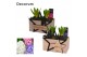 Arrangementen hyacinthus Hyacint Duo Hout Kerst HL15902 [PURE] 2 pp 60 