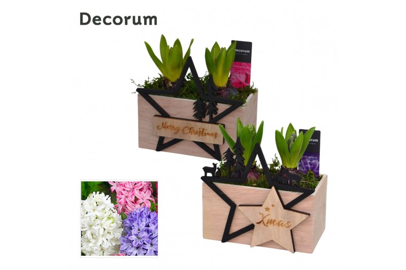 Arrangementen hyacinthus Hyacint Duo Hout Kerst HL15902 [PURE] 2 pp 60 