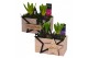 Arrangementen hyacinthus Hyacint Duo Hout Kerst HL15902 [PURE] 2 pp 60 