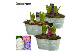 Arrangementen hyacinthus Hyacint Flower Oval HL14340 [PURE] 2 pp 60 bl