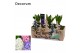 Arrangementen hyacinthus Hyacint Forest Sleigh Ride HL15542 [PURE] 3 p 
