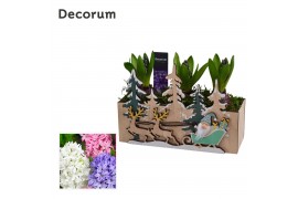 Arrangementen hyacinthus Hyacint Forest Sleigh Ride HL15542 [PURE] 3 p
