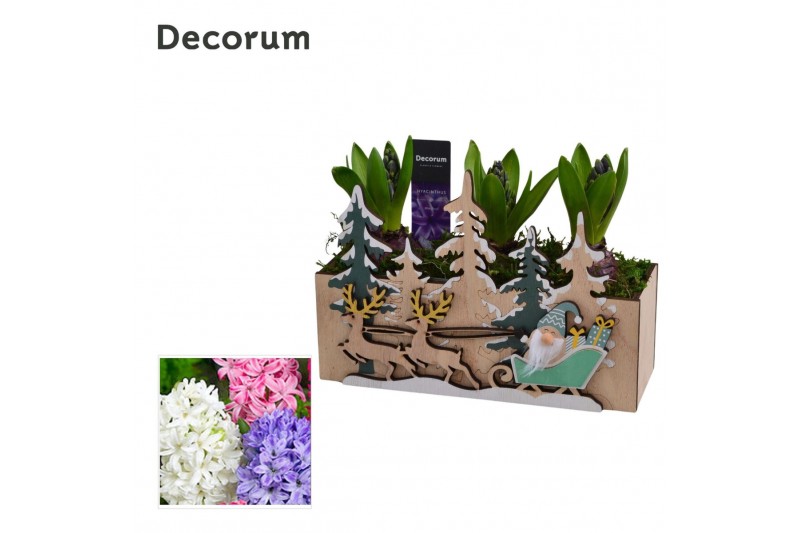 Arrangementen hyacinthus Hyacint Forest Sleigh Ride HL15542 [PURE] 3 p 