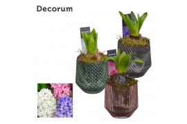 Arrangementen hyacinthus Hyacint Glas 3 kleuren HL13080 [LOVELY COLORS