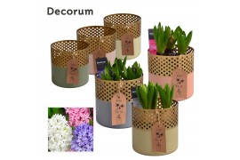 Arrangementen hyacinthus Hyacint Golden Chic HL15522 [SHINY & SPARKLIN