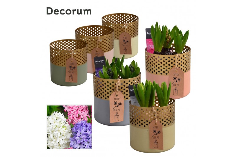 Arrangementen hyacinthus Hyacint Golden Chic HL15522 [SHINY & SPARKLIN 