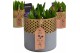 Arrangementen hyacinthus Hyacint Golden Chic HL15522 [SHINY & SPARKLIN 