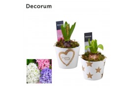 Arrangementen hyacinthus Hyacint Joyeux Noël HL14112 [SHINY & SPARKLIN