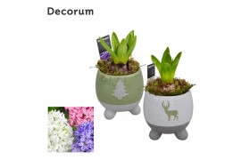 Arrangementen hyacinthus Hyacint Kerst op pootjes HL13352 [PURE] 1 pp 