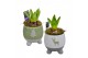 Arrangementen hyacinthus Hyacint Kerst op pootjes HL13352 [PURE] 1 pp  