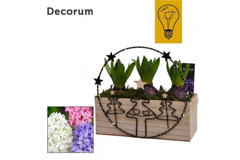 Arrangementen hyacinthus Hyacint KerstCirkel HL45312 [CHRISTMAS LIGHT] 