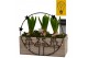 Arrangementen hyacinthus Hyacint KerstCirkel HL45312 [CHRISTMAS LIGHT] 