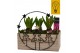 Arrangementen hyacinthus Hyacint KerstCirkel HL45312 [CHRISTMAS LIGHT] 