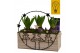 Arrangementen hyacinthus Hyacint KerstCirkel HL45312 [CHRISTMAS LIGHT] 
