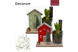 Arrangementen hyacinthus Hyacint Kersthuisje HL15256WP [COZY] 1 pp 30 