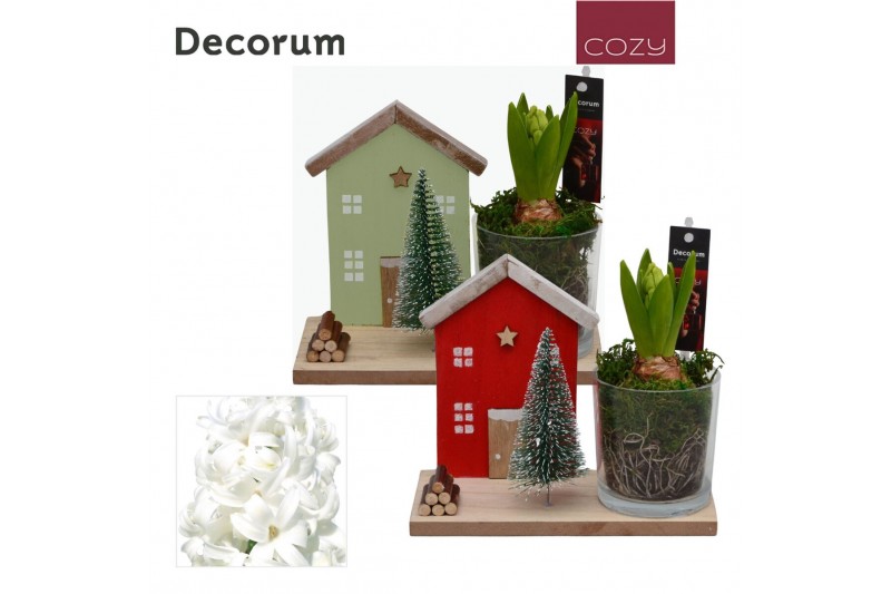 Arrangementen hyacinthus Hyacint Kersthuisje HL15256WP [COZY] 1 pp 30  