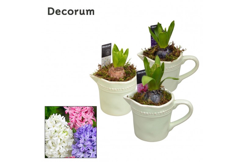 Arrangementen hyacinthus Hyacint Little Jug HL11333 [PURE] 1 pp 1 per  