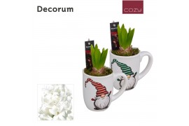 Arrangementen hyacinthus Hyacint Mok Gnoom HL13096WP [COZY] 1 pp 30 bl