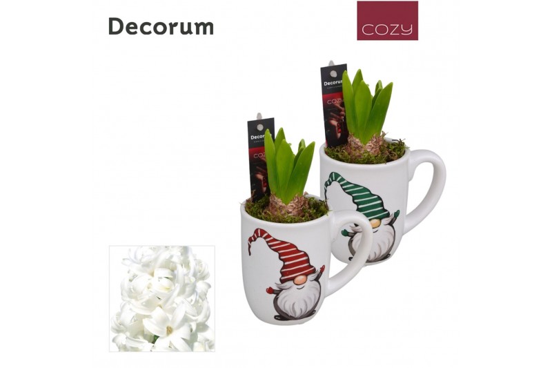 Arrangementen hyacinthus Hyacint Mok Gnoom HL13096WP [COZY] 1 pp 30 bl 