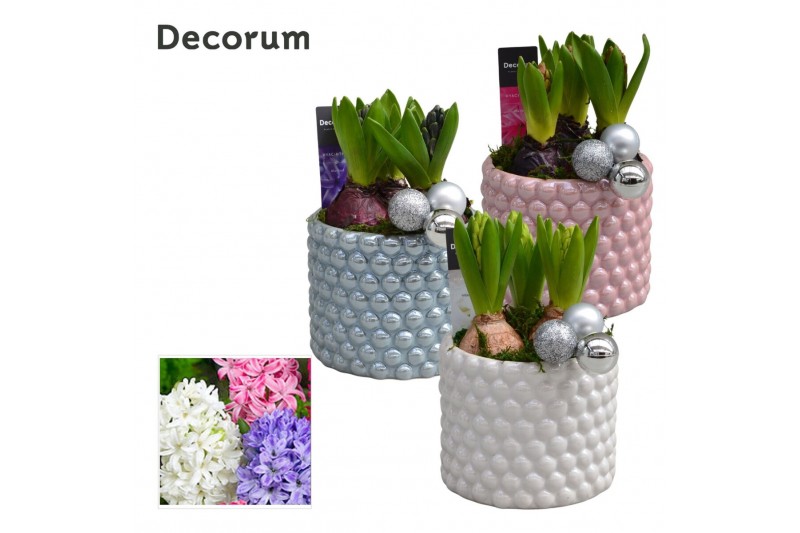 Arrangementen hyacinthus Hyacint Perla HL14422 [LOVELY COLORS] 3 pp 75 