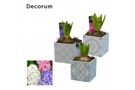 Arrangementen hyacinthus Hyacint Verde Alegre HL14990 [PURE] 1 pp 30 b