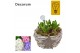 Arrangementen hyacinthus Hyacint Gevlochten Schaal HL42782 [CHRISTMAS  