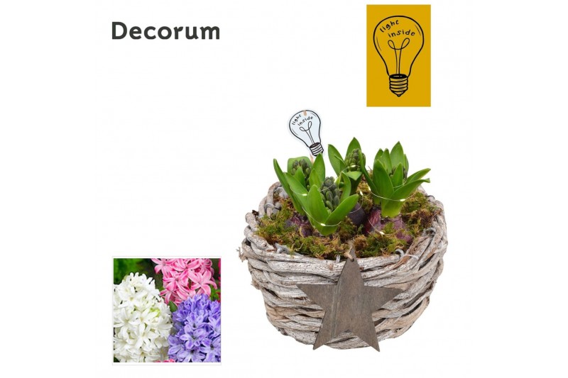 Arrangementen hyacinthus Hyacint Gevlochten Schaal HL42782 [CHRISTMAS  