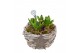 Arrangementen hyacinthus Hyacint Gevlochten Schaal HL42782 [CHRISTMAS  